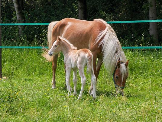 SMARTBOX - Turismo equestre: 2 notti con colazione e passeggiata a cavallo - Cofanetto regalo - 8