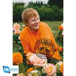 Ed Sheeran: Gb Eye - Rose Field (Poster Maxi 91.5X61 Cm)