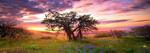 Puzzle 2000 pz Panorama - Oak Tree, AvH