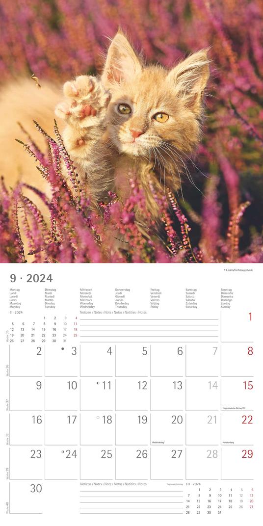 Alpha Edition - Calendario 2024 da muro Funny Cats, 12 mesi, 30x30 cm - 11