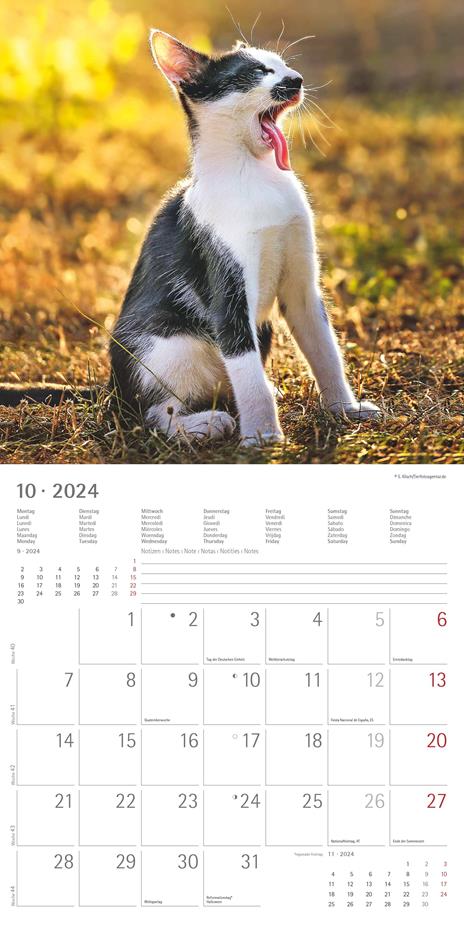 Alpha Edition - Calendario 2024 da muro Funny Cats, 12 mesi, 30x30 cm - 12