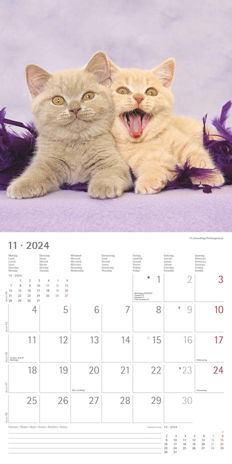 Alpha Edition - Calendario 2024 da muro Funny Cats, 12 mesi, 30x30 cm - 13