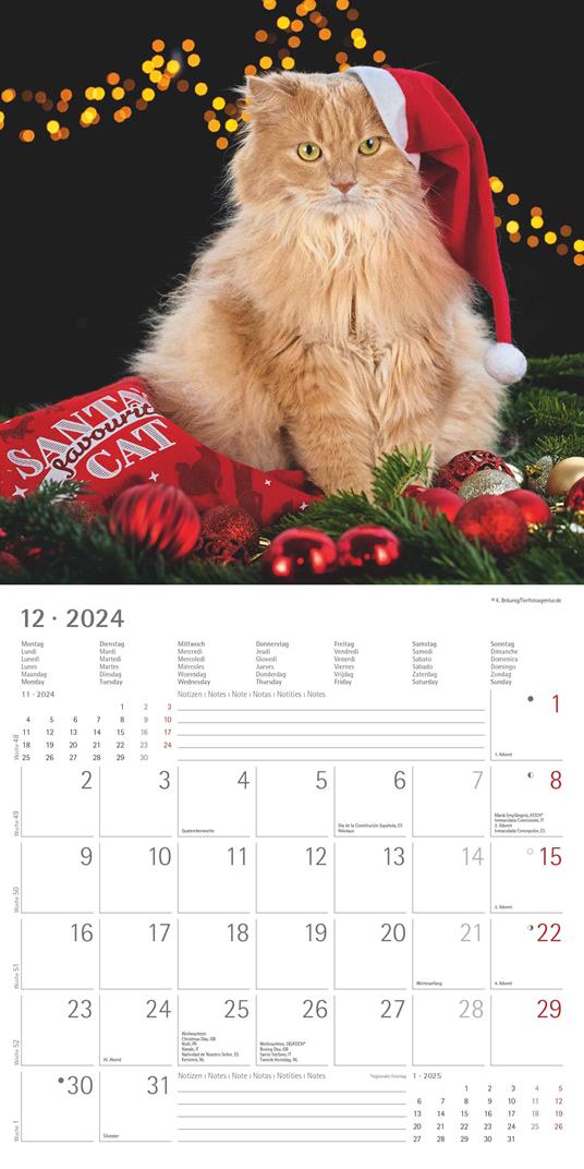 Alpha Edition - Calendario 2024 da muro Funny Cats, 12 mesi, 30x30 cm - 14