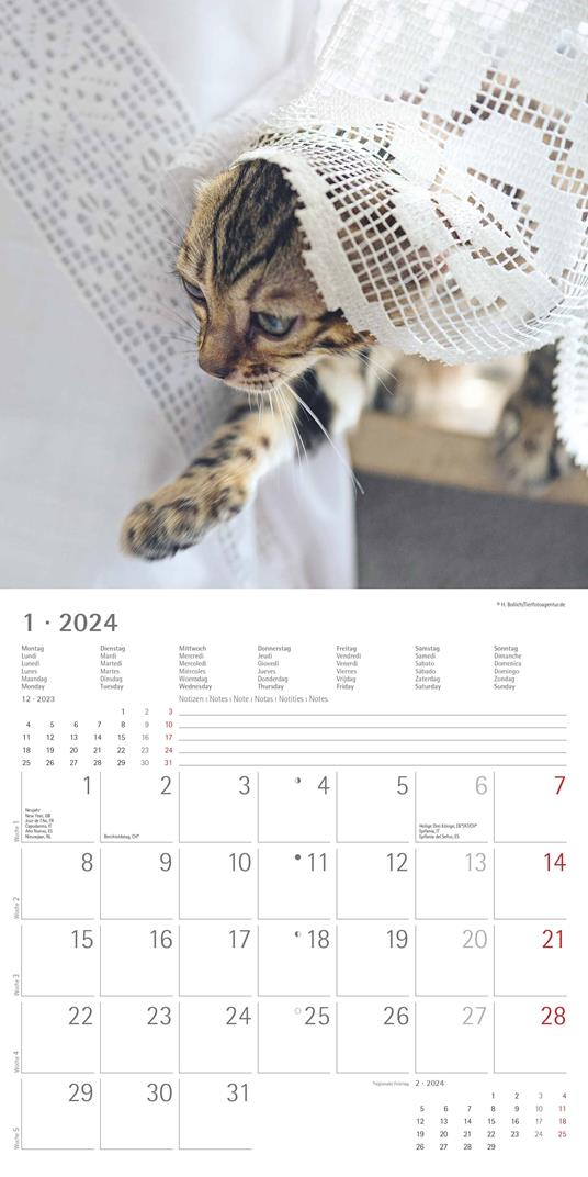 Alpha Edition - Calendario 2024 da muro Funny Cats, 12 mesi, 30x30 cm - 3