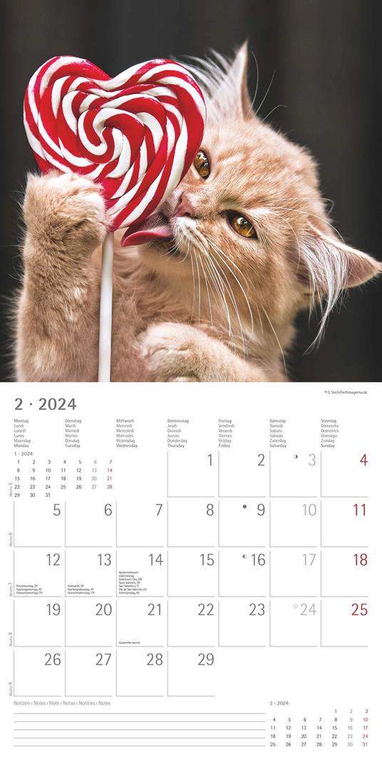 Alpha Edition - Calendario 2024 da muro Funny Cats, 12 mesi, 30x30 cm - 4