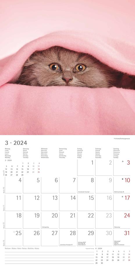 Alpha Edition - Calendario 2024 da muro Funny Cats, 12 mesi, 30x30 cm - 5