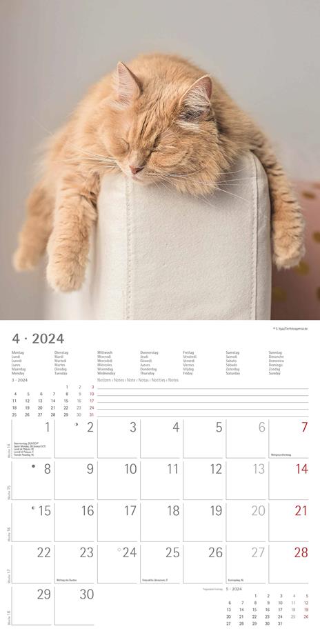 Alpha Edition - Calendario 2024 da muro Funny Cats, 12 mesi, 30x30 cm - 6