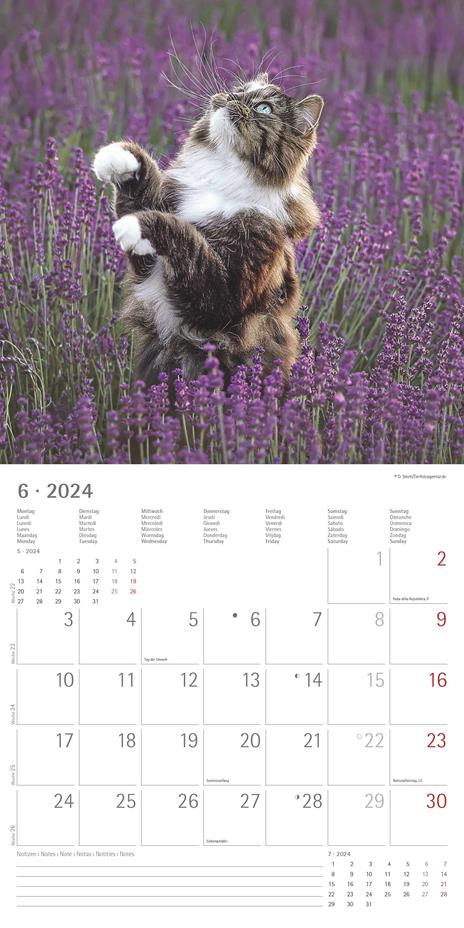 Alpha Edition - Calendario 2024 da muro Funny Cats, 12 mesi, 30x30 cm - 8