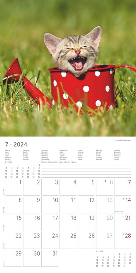 Alpha Edition - Calendario 2024 da muro Funny Cats, 12 mesi, 30x30 cm - 9