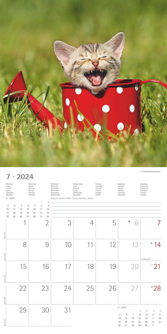 Alpha Edition - Calendario 2024 da muro Funny Cats, 12 mesi, 30x30 cm - 9