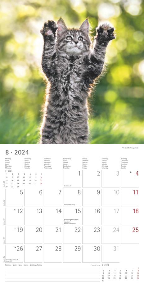 Alpha Edition - Calendario 2024 da muro Funny Cats, 12 mesi, 30x30 cm - 10