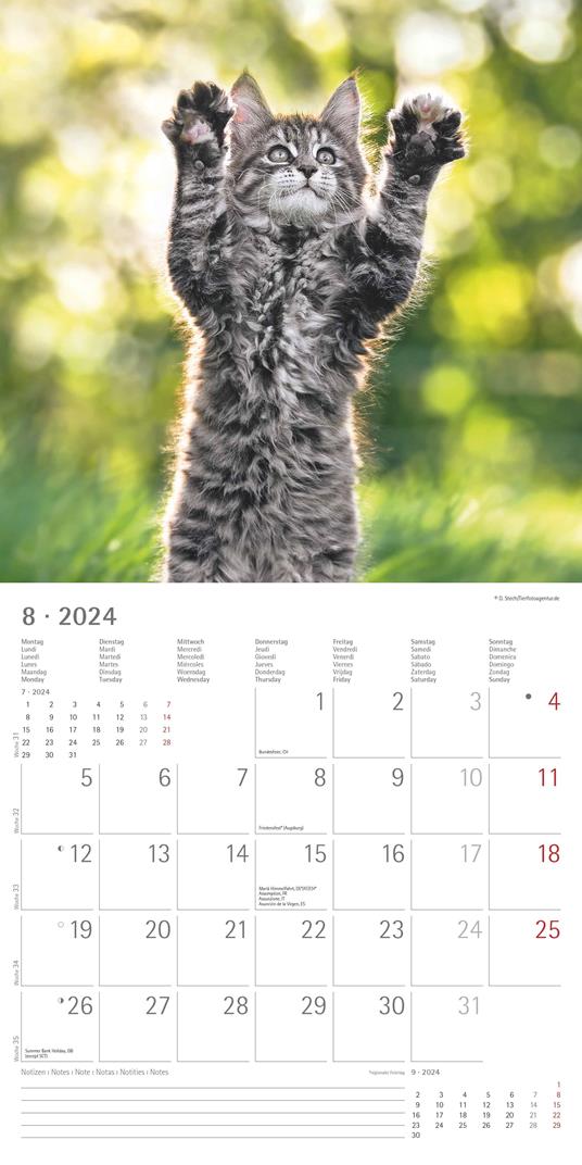 Alpha Edition - Calendario 2024 da muro Funny Cats, 12 mesi, 30x30 cm - 10