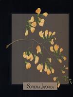 Sophora Japonica. 3 Stampe