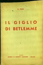 giglio di Betlemme