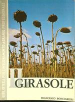 Il girasole