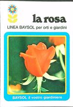 La rosa