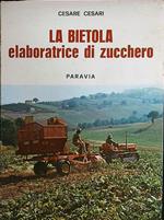 La bietola elaboratrice di zucchero