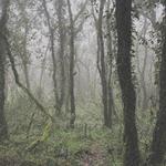 El Bosque De La Niebla