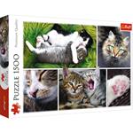 Puzzle da 1500 Pezzi - Just cat things - collage