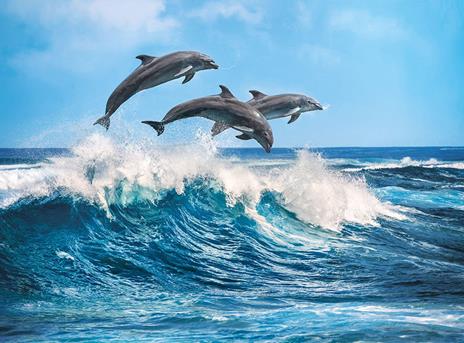 Dolphins 500 pezzi High Quality Collection - 2