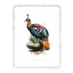 Stampa Pitteikon di uccello stile J. Smith - soggetto 16, Miniartprint - cm 17x11