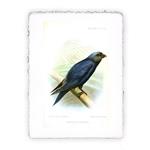 Stampa Pitteikon di uccello stile J. Smith - soggetto 8, Miniartprint - cm 17x11