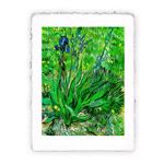 Stmpa d''arte Pitteikon di Vincent van Gogh - Iris I del 1889, Miniartprint - cm 17x11