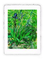 Stmpa d''arte Pitteikon di Vincent van Gogh - Iris I del 1889, Folio - cm 20x30