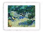 Stampa Pitteikon di Vincent van Gogh - Uliveto del 1889, Miniartprint - cm 17x11