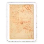 Stampa d''arte di Leonardo da Vinci - Studio sul volo 4, Original - cm 30x40