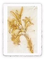 Stampa d''arte di Leonardo da Vinci - Lilium, Original - cm 30x40