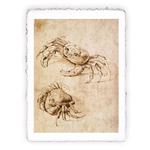 Stampa d''arte di Leonardo da Vinci - Studi sui granchi, Miniartprint - cm 17x11