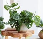 1 PIANTA DI MONSTERA MONKEY MASK VASO 12CM da interno