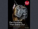 Pet Portraits That Stand Out