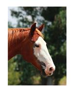 Equine Journal: Large Journal or Notebook