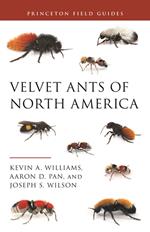 Velvet Ants of North America