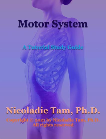 Motor System: A Tutorial Study Guide