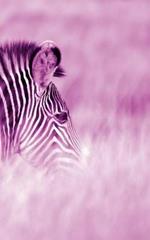 Alive! zebra stripes - Magenta duotone - Photo Art Notebooks (5 x 8 series): by Photographer Eva-Lotta Jansson