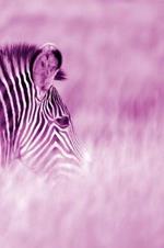 Alive! zebra stripes - Magenta duotone - Photo Art Notebooks (6 x 9 series): by Photographer Eva-Lotta Jansson