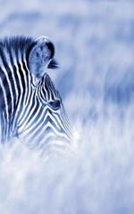 Alive! zebra stripes - Blue duotone - Photo Art Notebooks (5 x 8 series): by Photographer Eva-Lotta Jansson