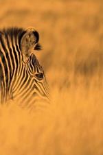 Alive! zebra stripes - Sepia - Photo Art Notebooks (6 x 9 series): by Photographer Eva-Lotta Jansson