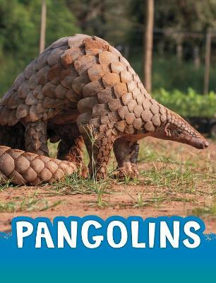 Pangolins - Jaclyn Jaycox - cover