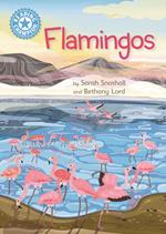 Flamingos