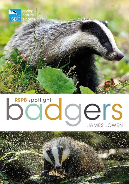 RSPB Spotlight: Badgers