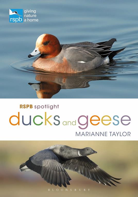 RSPB Spotlight Ducks and Geese