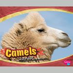 Camels