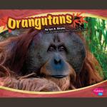 Orangutans