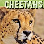 Cheetahs