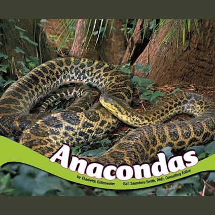 Anacondas