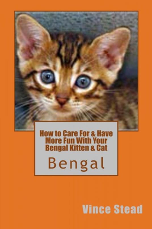 How to Care For & Have More Fun With Your Bengal Kitten & Cat